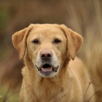 Picture of Labrador Retriever concentrating