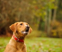 Picture of Labrador Retriever foaming at the mouth and standing in the countryside