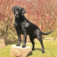 Picture of Labrador Retriever full body standing on log