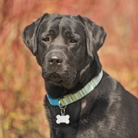 Picture of Labrador Retriever head shot looking towards camera with collar