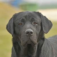 Picture of Labrador Retriever head shot looking towards camera