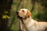 Picture of Labrador Retriever head study