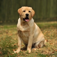 Picture of Labrador Retriever in autumn