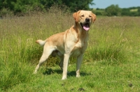 Picture of Labrador Retriever in field