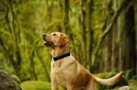 Picture of Labrador Retriever in forest