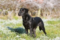 Picture of Labrador Retriever in frosty field