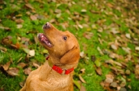 Picture of Labrador Retriever in grass with fallen leaves.