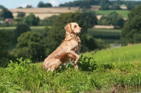 Picture of Labrador retriever in green landscape