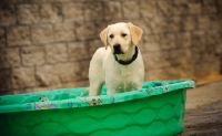 Picture of Labrador Retriever in paddling pool