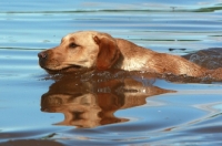 Picture of Labrador retriever in water