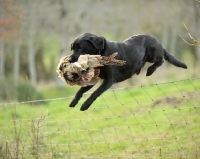 Picture of Labrador Retriever jumping fence with retrieved bird