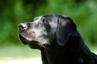 Picture of Labrador Retriever looking into sunlight