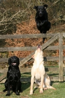 Picture of Labrador Retriever looking up at another jumping