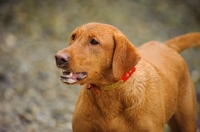 Picture of Labrador Retriever looking up with mouth open