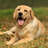 Picture of Labrador Retriever lying down on grass