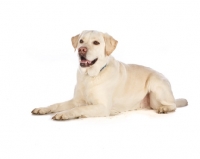 Picture of labrador retriever lying down