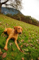 Picture of Labrador Retriever lying in grass with fallen leaves.