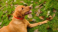 Picture of Labrador Retriever lying in grass with fallen leaves.