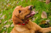 Picture of Labrador Retriever lying in grass with fallen leaves.