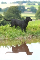 Picture of Labrador retriever near river side