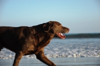 Picture of Labrador Retriever near shore