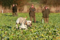 Picture of Labrador Retriever on a hunt