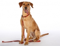 Picture of Labrador Retriever on lead in studio