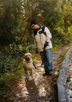 Picture of Labrador Retriever out on a walk with owner