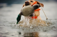 Picture of Labrador Retriever playing with rubber duck