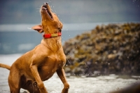Picture of Labrador Retriever playing