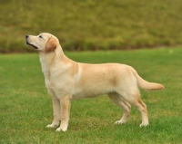 Picture of Labrador Retriever posed