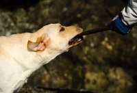 Picture of Labrador Retriever pulling