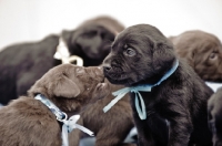Picture of Labrador Retriever puppies