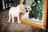 Picture of Labrador Retriever puppy looking at camera