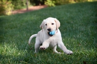 Picture of labrador retriever puppy playing with ball