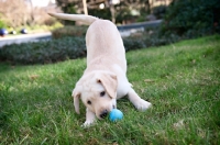 Picture of labrador retriever puppy playing with ball