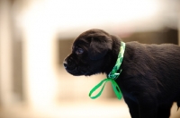 Picture of Labrador Retriever puppy profile