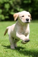 Picture of Labrador Retriever puppy, running in garden