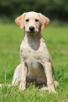 Picture of Labrador Retriever puppy sitting on grass