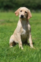 Picture of Labrador Retriever puppy sitting on grass