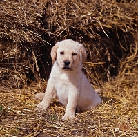 Picture of labrador retriever puppy sitting in straw
