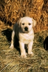 Picture of labrador retriever puppy standing on straw