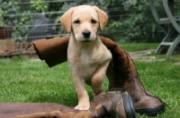 Picture of Labrador Retriever puppy under boot
