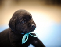 Picture of Labrador Retriever puppy wearing a ribbon