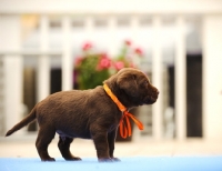 Picture of Labrador Retriever puppy wearing orange ribbon