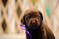 Picture of Labrador Retriever puppy wearing ribbon