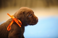 Picture of Labrador Retriever puppy with ribbon