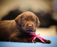 Picture of Labrador Retriever puppy