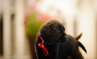 Picture of Labrador Retriever puppy