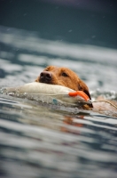 Picture of Labrador Retriever retrieving fake duck in water.